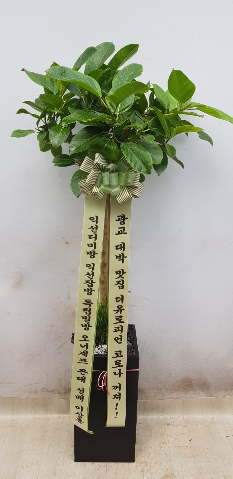 업로드 이미지