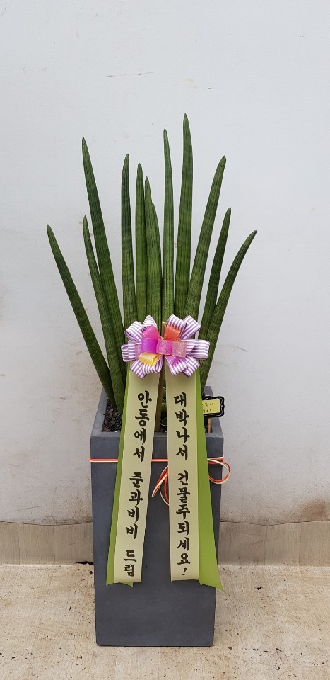 업로드 이미지