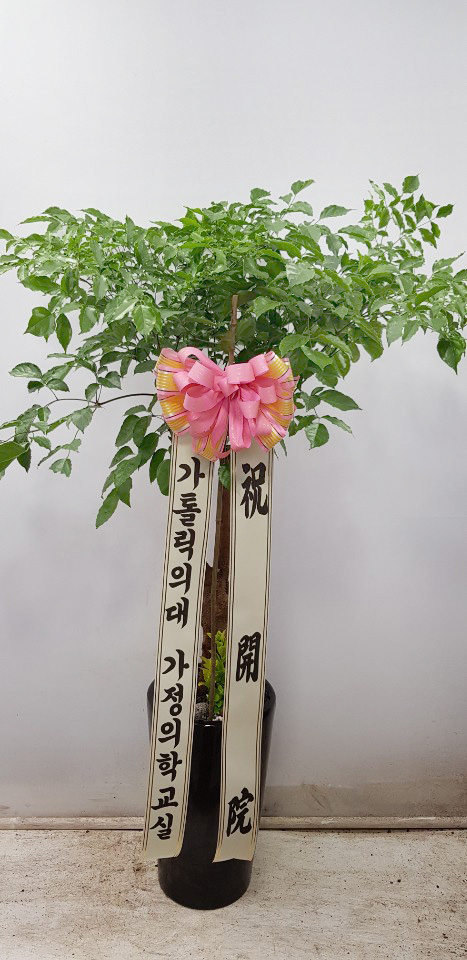 업로드 이미지