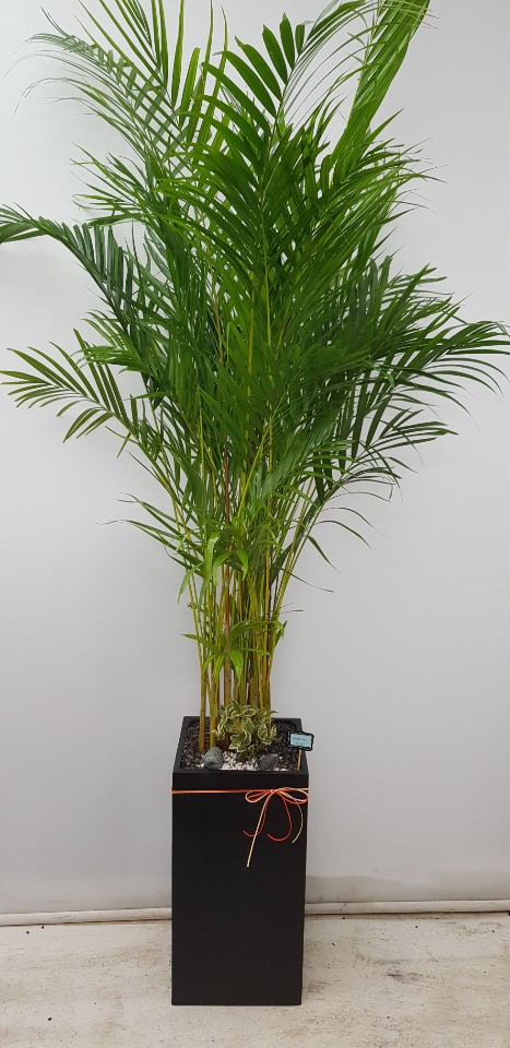 업로드 이미지