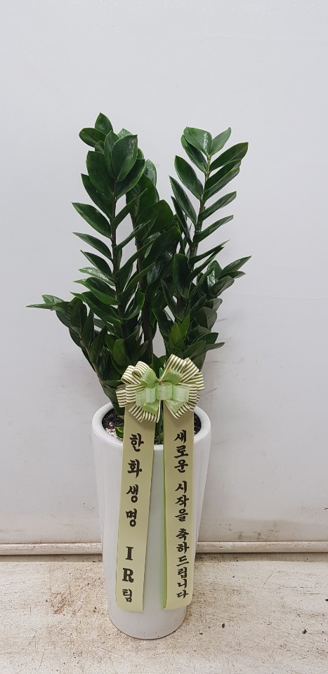 업로드 이미지