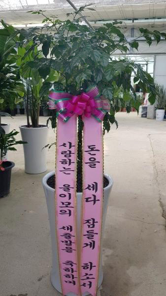 업로드 이미지