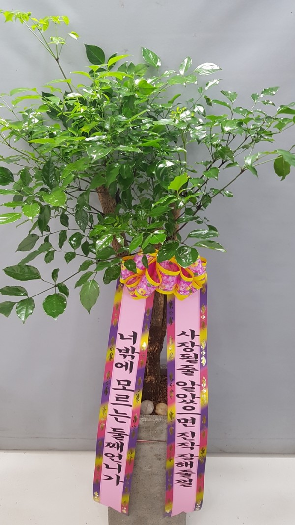 업로드 이미지