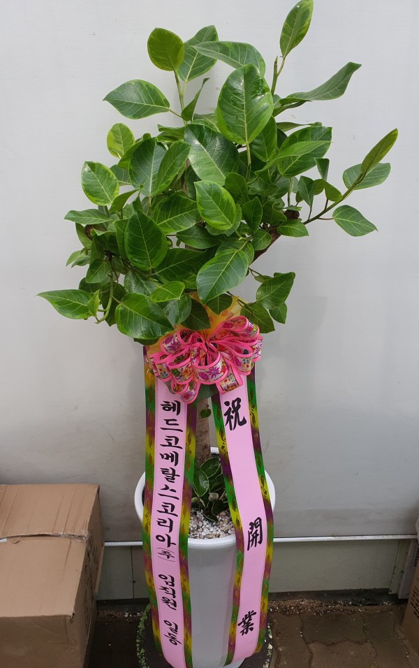 업로드 이미지