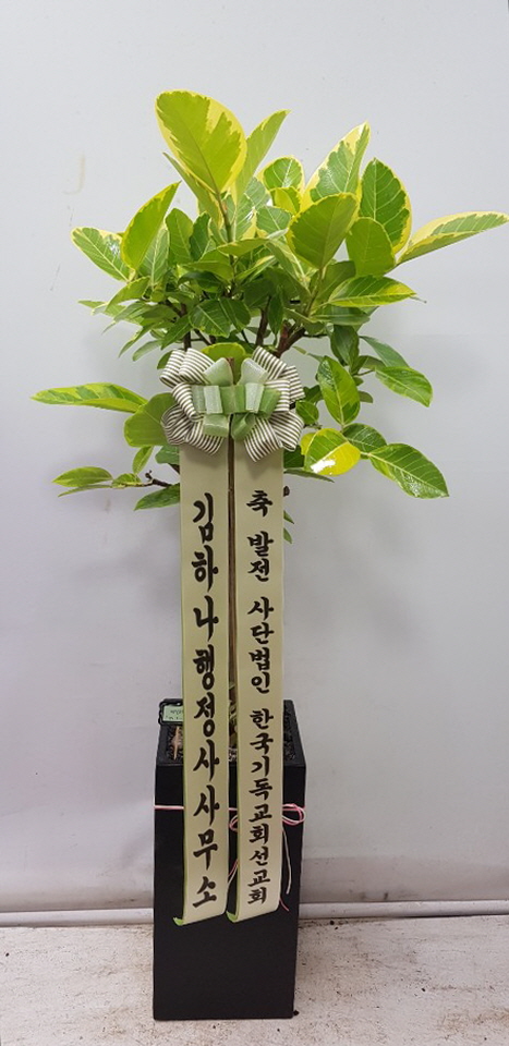 업로드 이미지