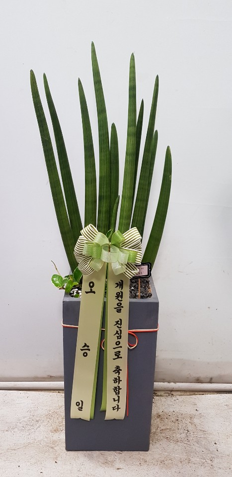 업로드 이미지