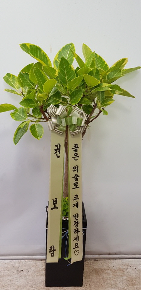 업로드 이미지
