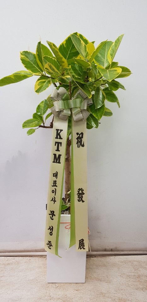 업로드 이미지