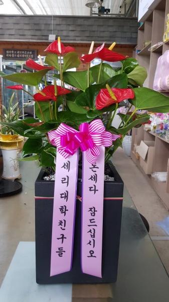 업로드 이미지