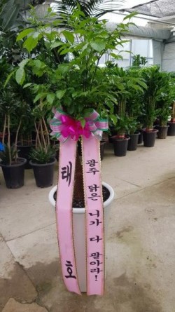 배송사진