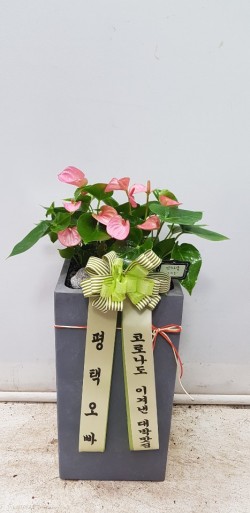 업로드 이미지
