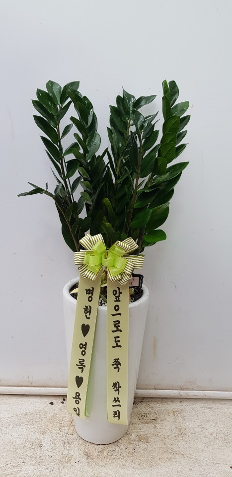 업로드 이미지