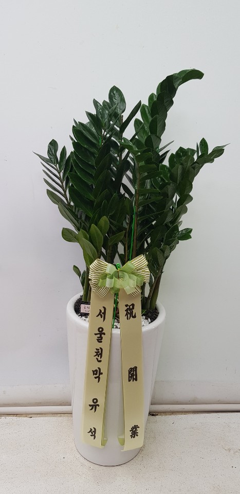 업로드 이미지