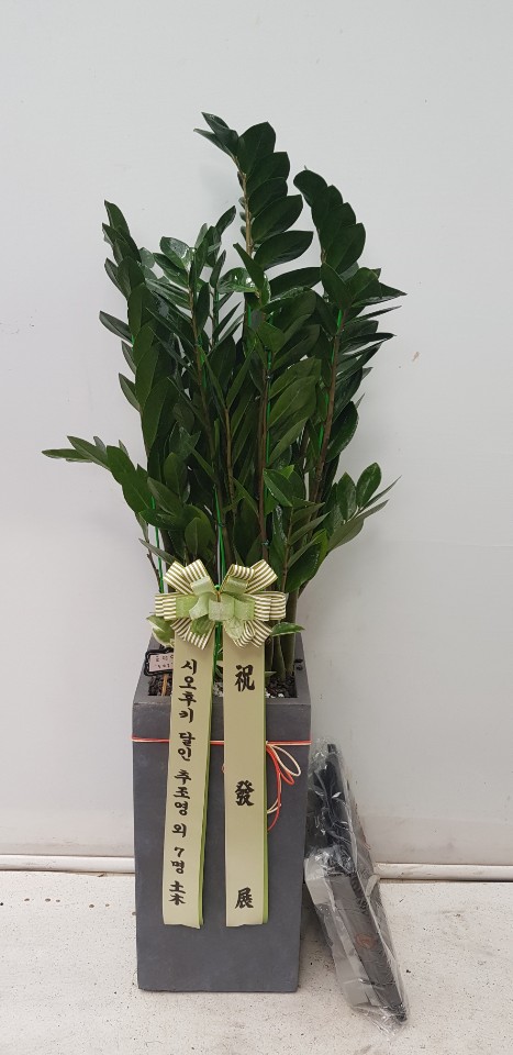 업로드 이미지