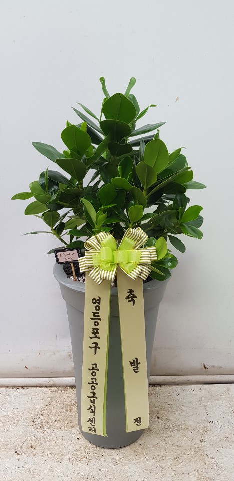 업로드 이미지