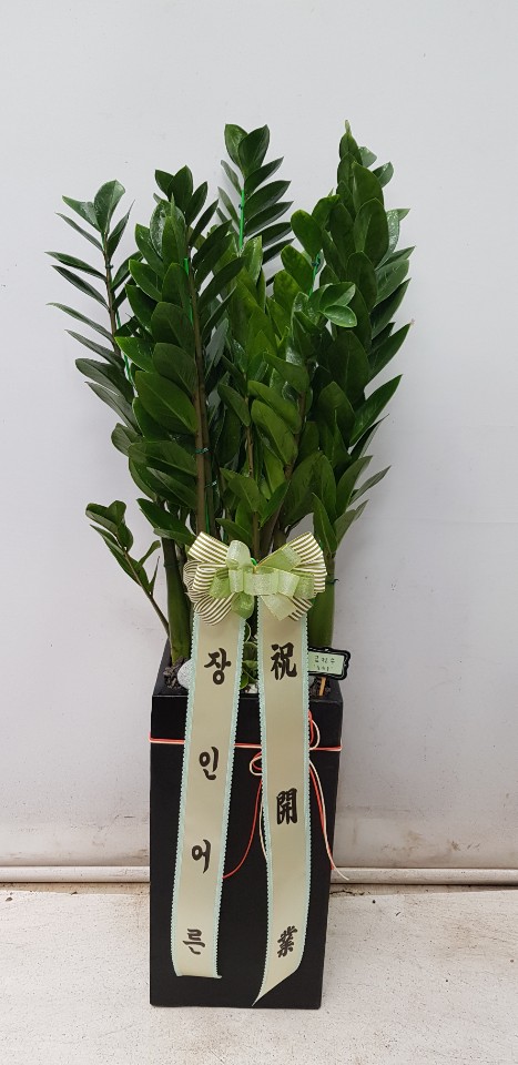 업로드 이미지