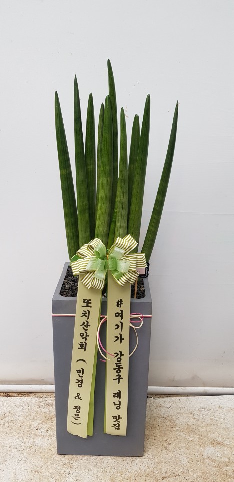 업로드 이미지