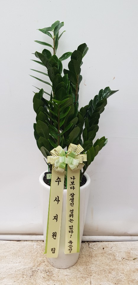 업로드 이미지