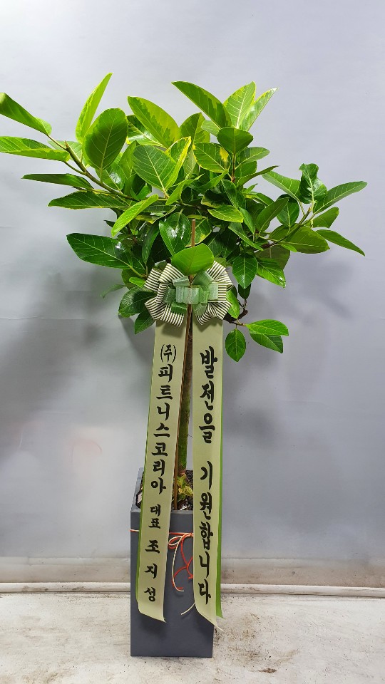 업로드 이미지
