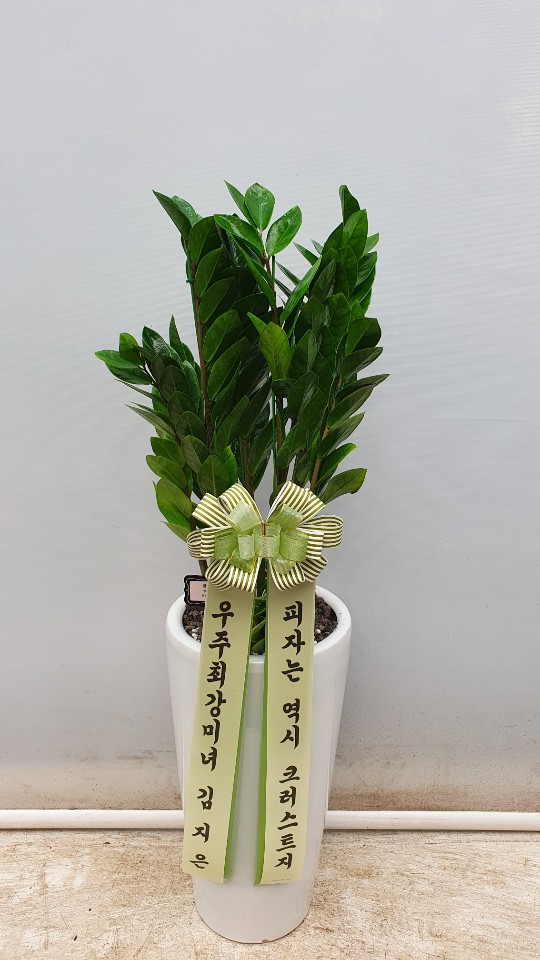 업로드 이미지