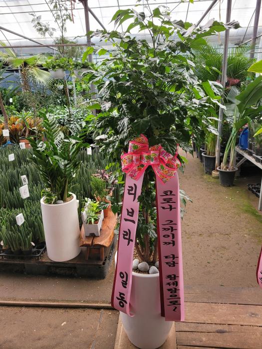 업로드 이미지