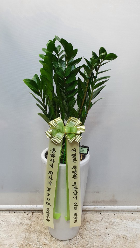 업로드 이미지