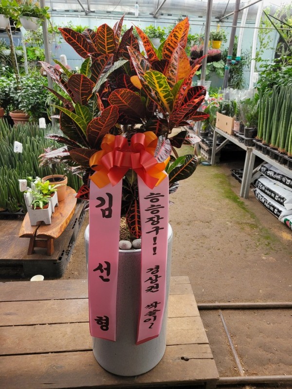 업로드 이미지