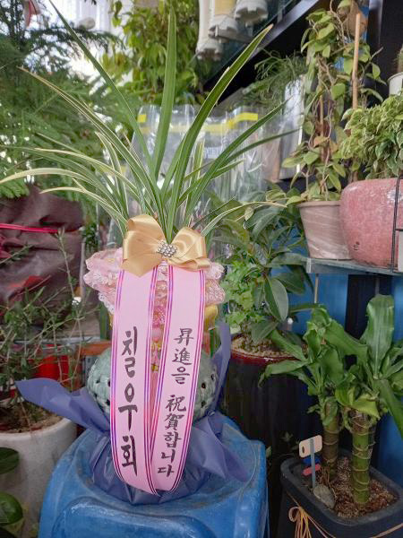 업로드 이미지