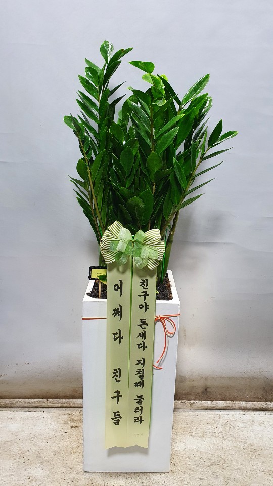 업로드 이미지