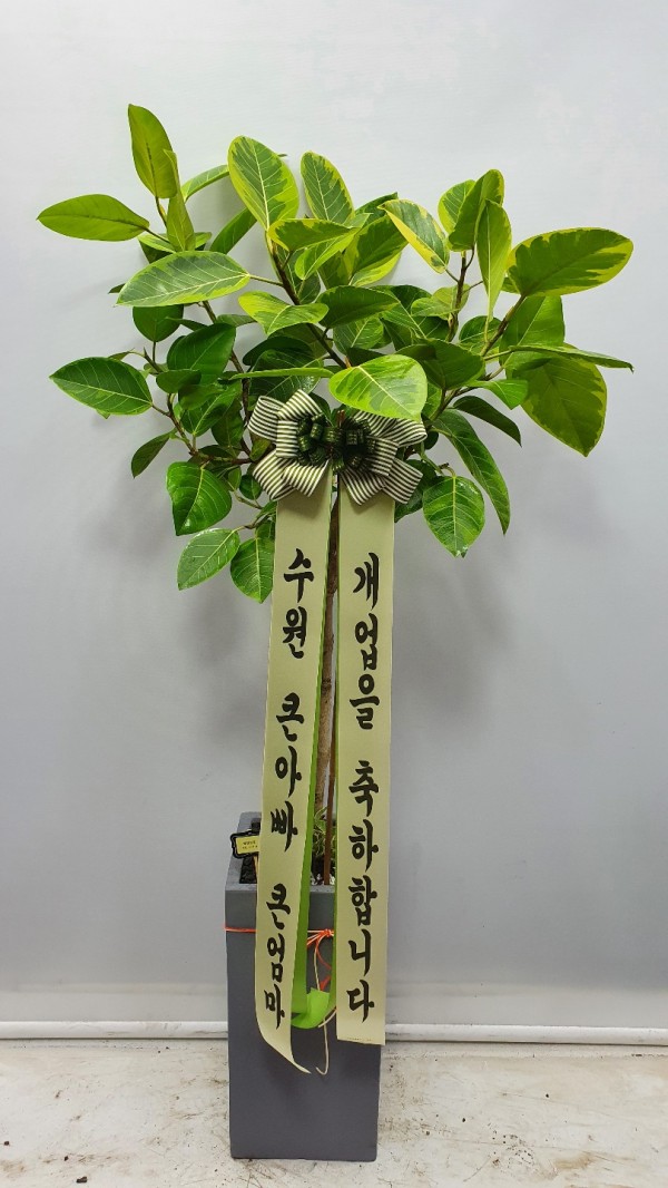 업로드 이미지