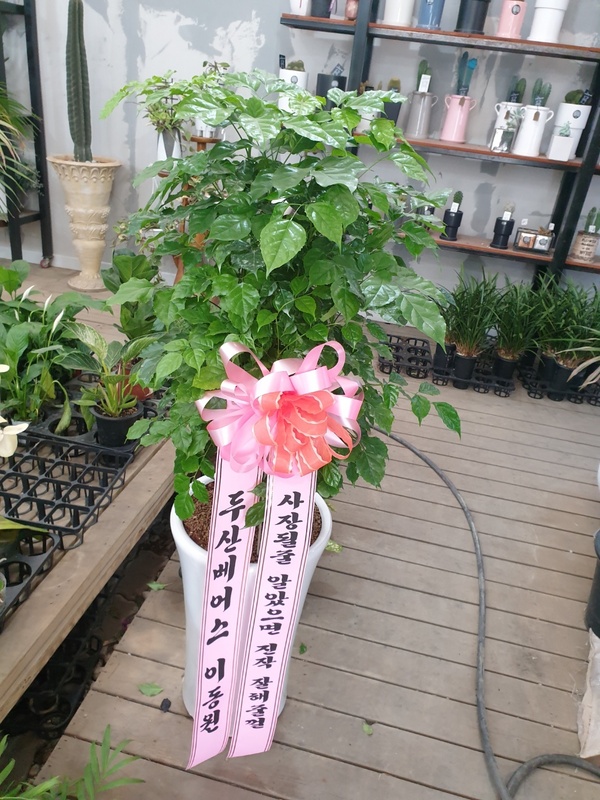 업로드 이미지