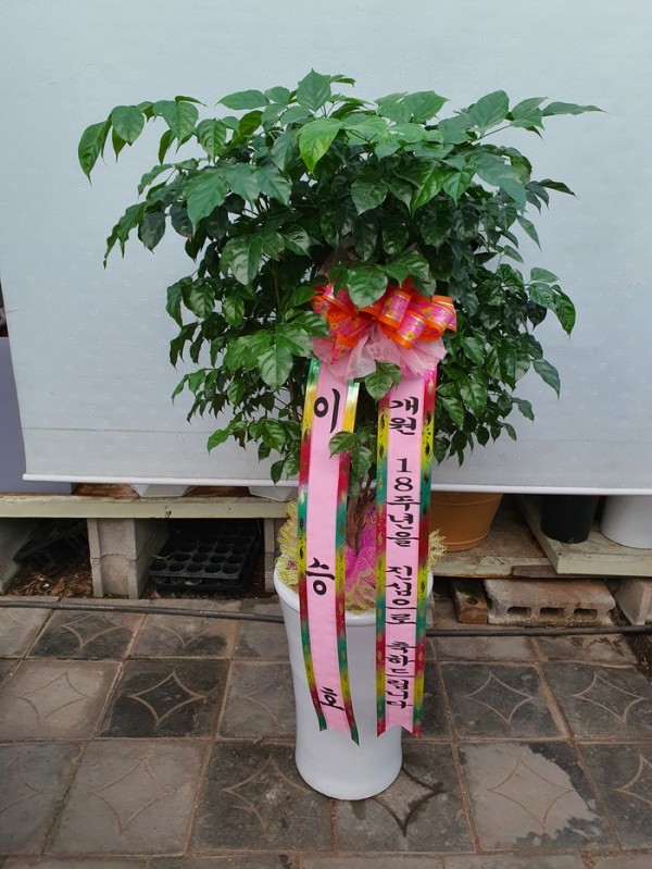 업로드 이미지