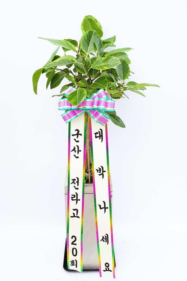 업로드 이미지