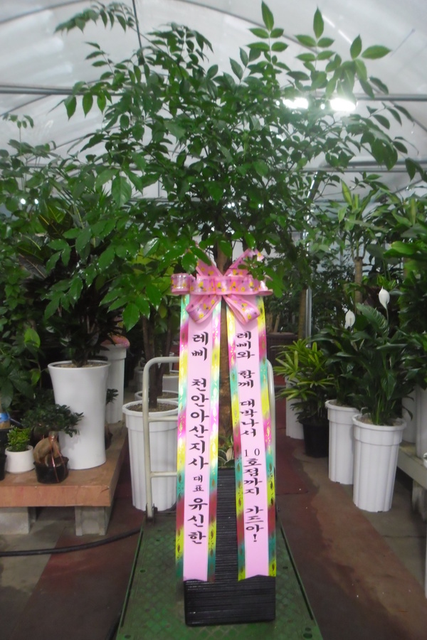 업로드 이미지