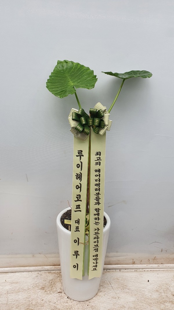 업로드 이미지