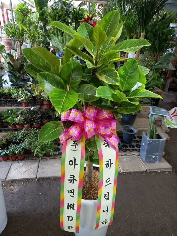 업로드 이미지