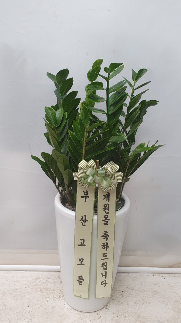 업로드 이미지