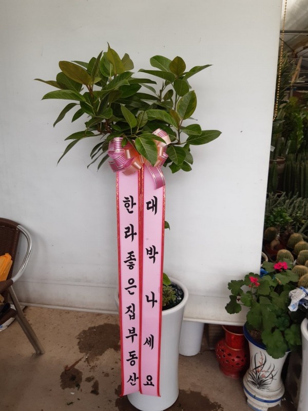 업로드 이미지
