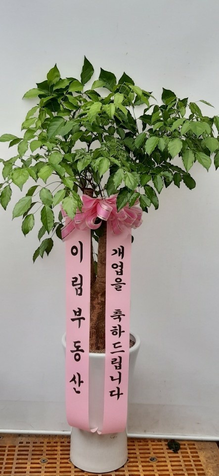 업로드 이미지