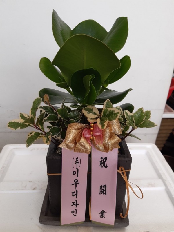 업로드 이미지