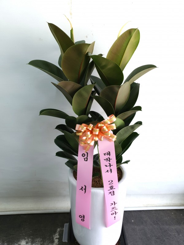업로드 이미지