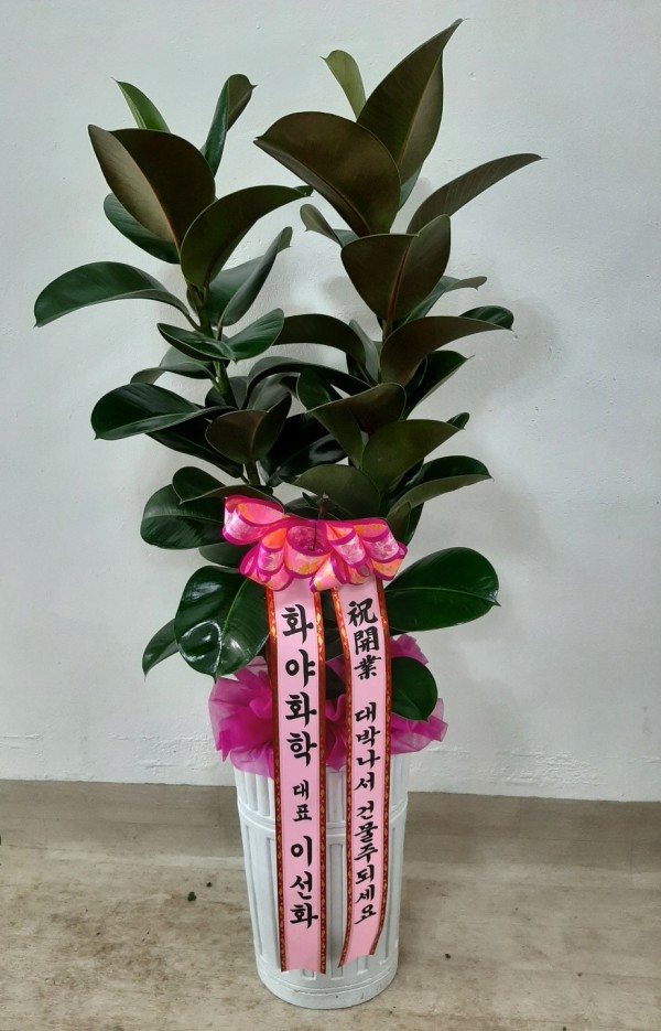 업로드 이미지