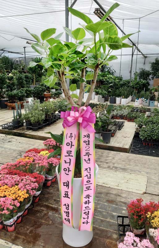 업로드 이미지