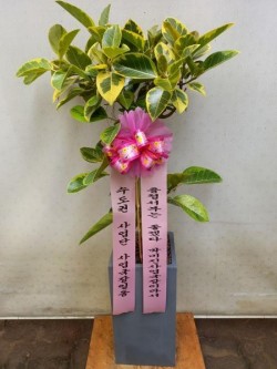 배송사진