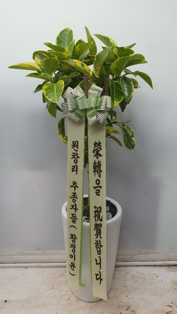 업로드 이미지