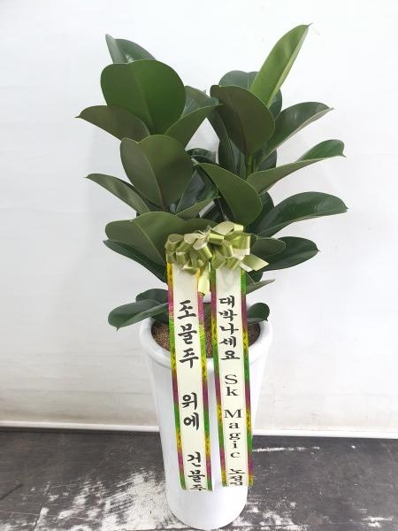 업로드 이미지