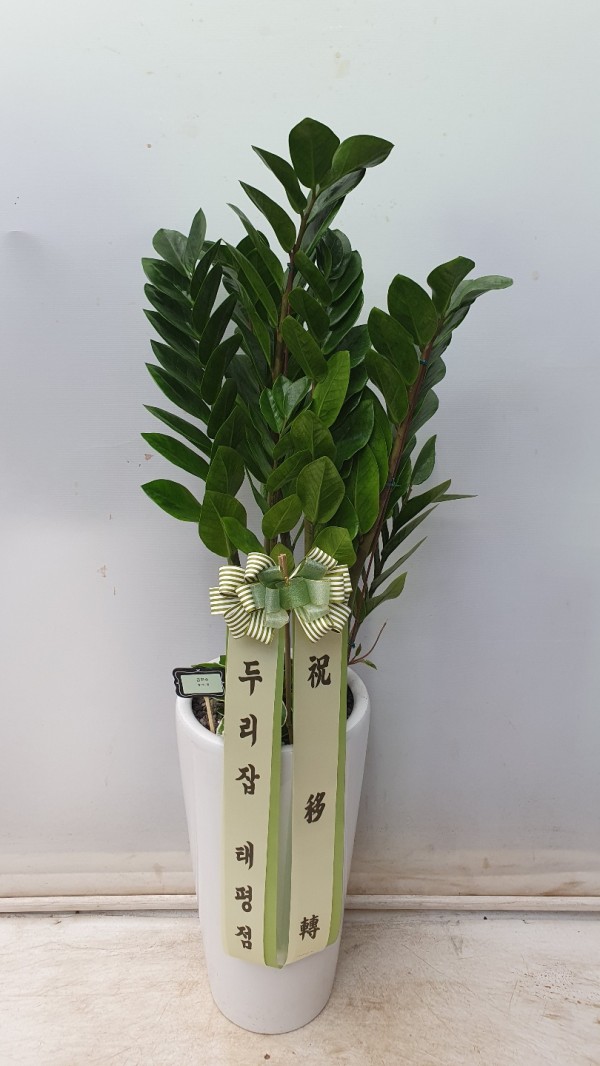업로드 이미지