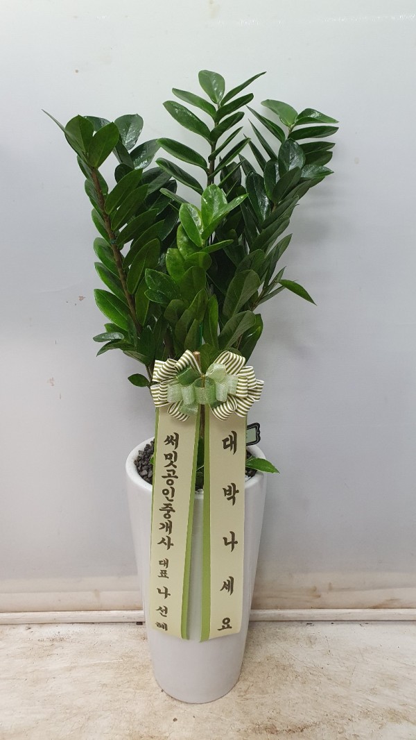업로드 이미지