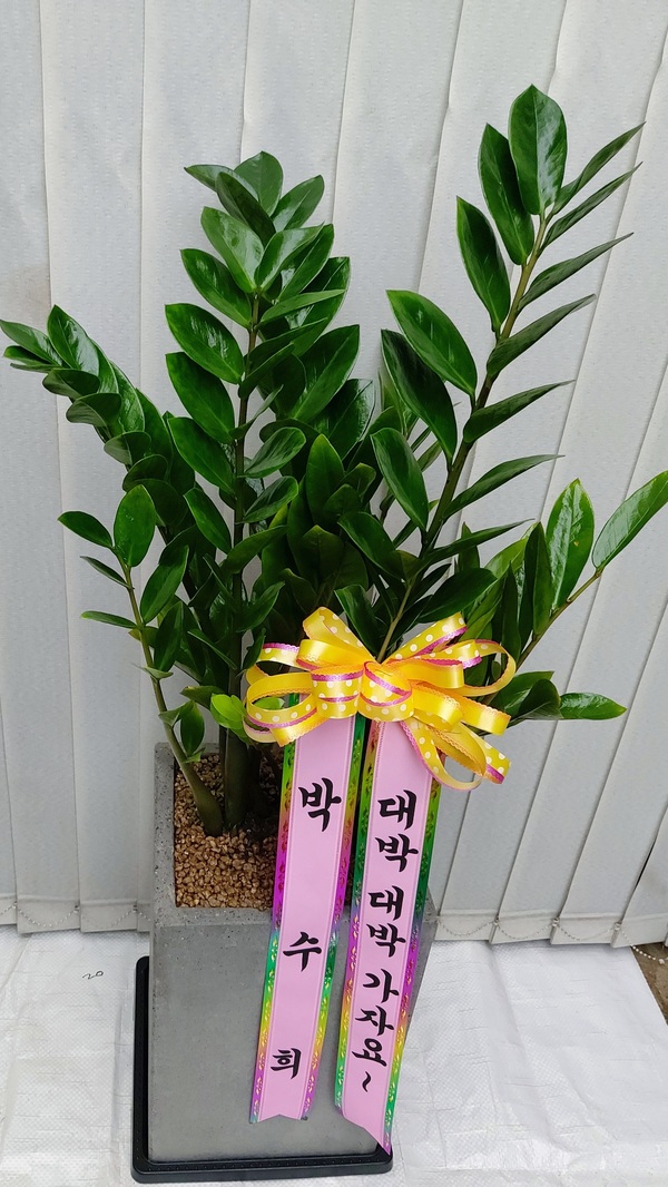 업로드 이미지