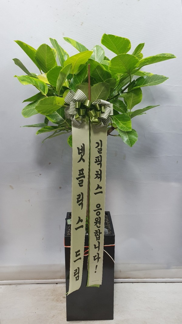 업로드 이미지